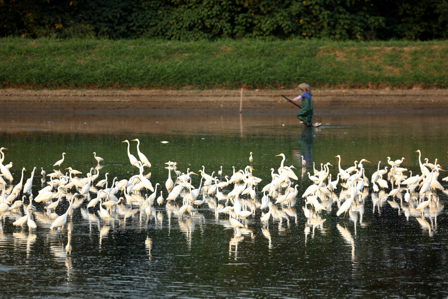 People and birds living in harmony